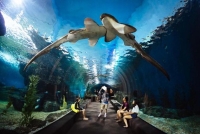 60.jpg - SEA LIFE Ocean World in Bangkok Admission Ticket | https://sabaigobangkok.com