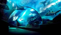 image.jpg - SEA LIFE Ocean World in Bangkok Admission Ticket | https://sabaigobangkok.com