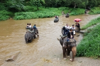 maetang_elephant_camp014.jpg - Chiang Mai Elephant Safari Tour | https://sabaigobangkok.com