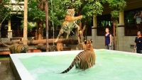 chiangmai_tiger_kingdom008.jpg - One day Chiang Mai Package all highlights | https://sabaigobangkok.com