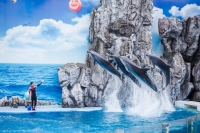 dolphin_2.jpg - SAFARI WORLD WITH TRANSFER | https://sabaigobangkok.com