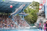 dolphin_3.jpg - SAFARI WORLD WITH TRANSFER | https://sabaigobangkok.com