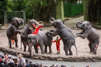 elephant_4.jpg - SAFARI WORLD WITH TRANSFER | https://sabaigobangkok.com