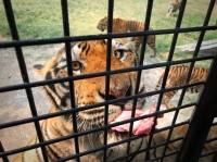 feeding_3.jpg - SAFARI WORLD WITH TRANSFER | https://sabaigobangkok.com