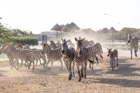 zebra.jpg - SAFARI WORLD WITH TRANSFER | https://sabaigobangkok.com